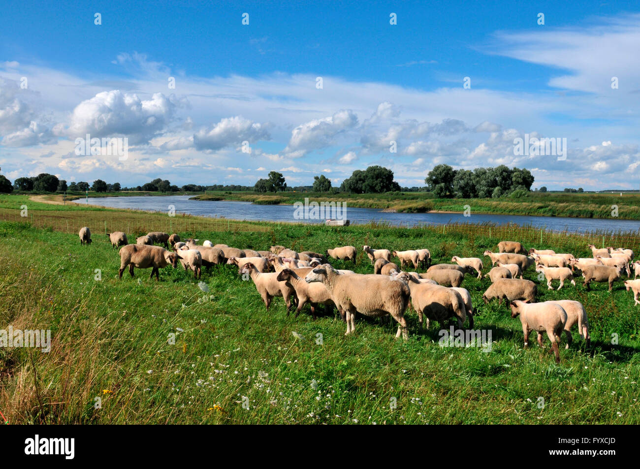 Inländische Schafe, Schafherde, Elbe-Fluss in der Nähe von Dommitzsch, Sachsen-Anhalt, Deutschland Stockfoto