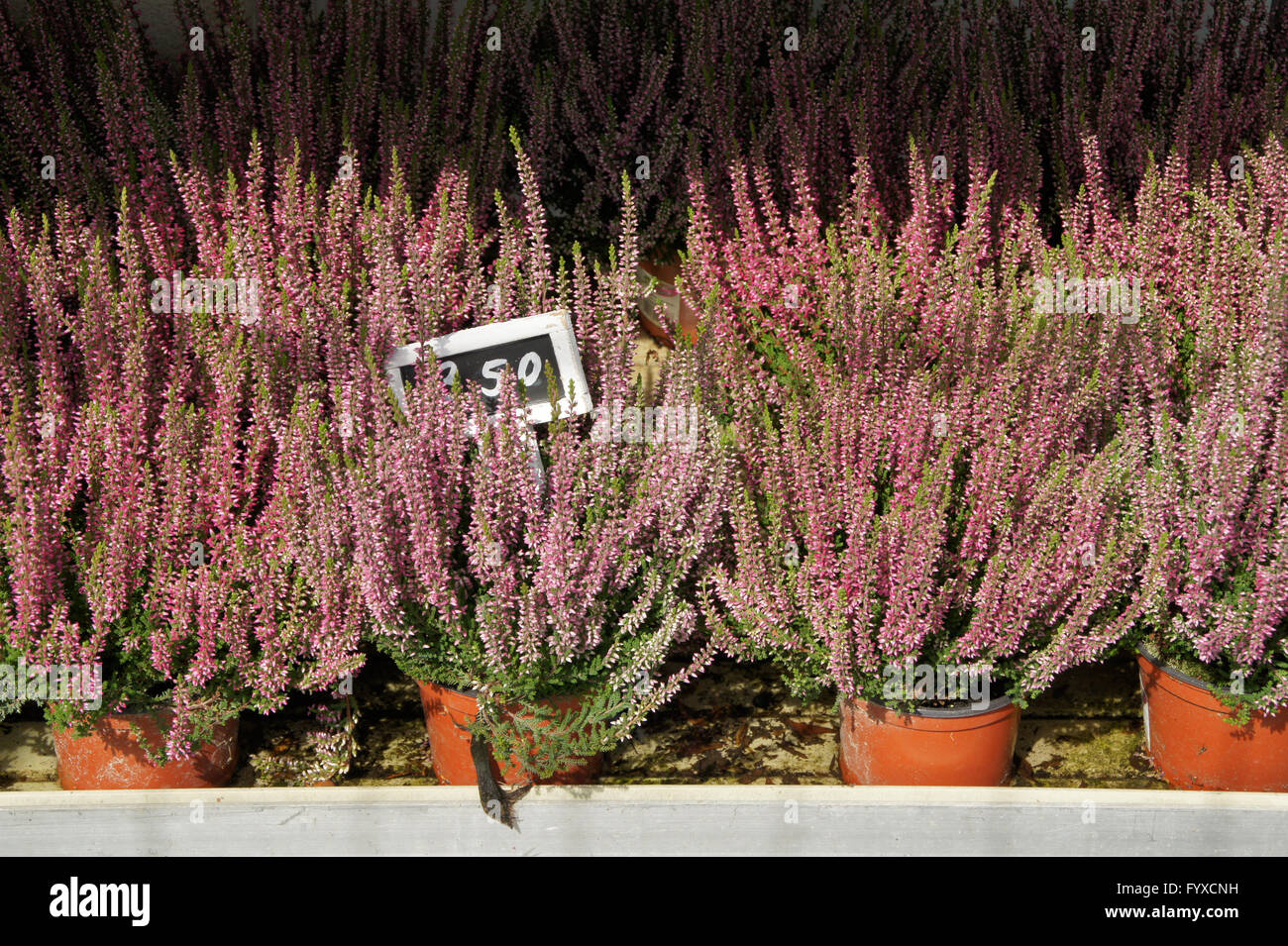 Calluna Vulgaris, Heather Stockfoto