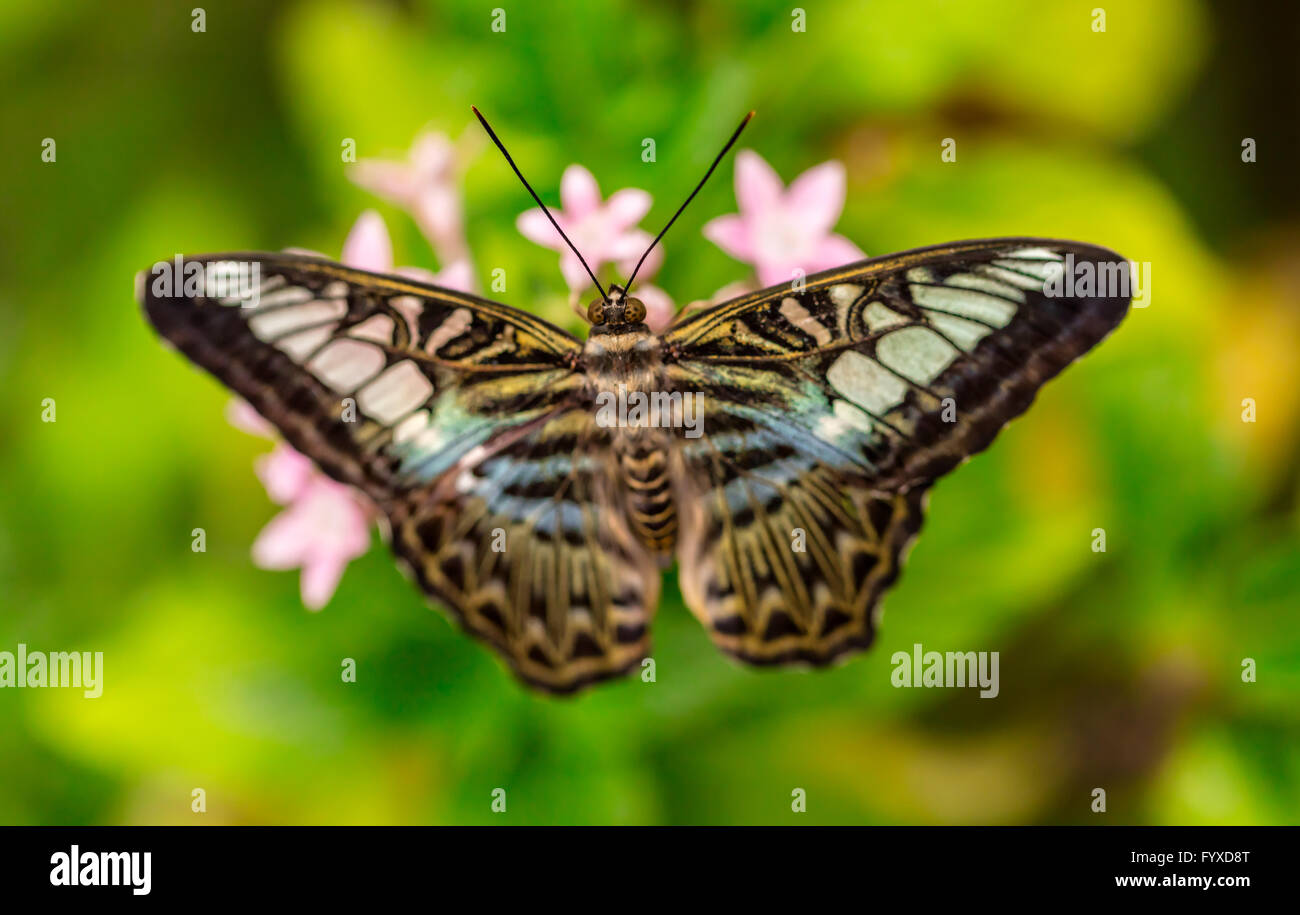 Closeup Makrofoto des Schmetterling auf Blume Blüte, geringe Tiefenschärfe Stockfoto