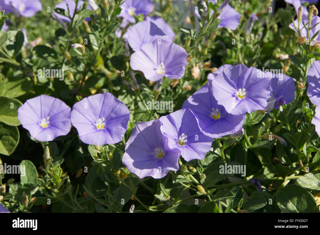 Convolvulus Sabatius, Blue Mountain Ackerwinde Stockfoto