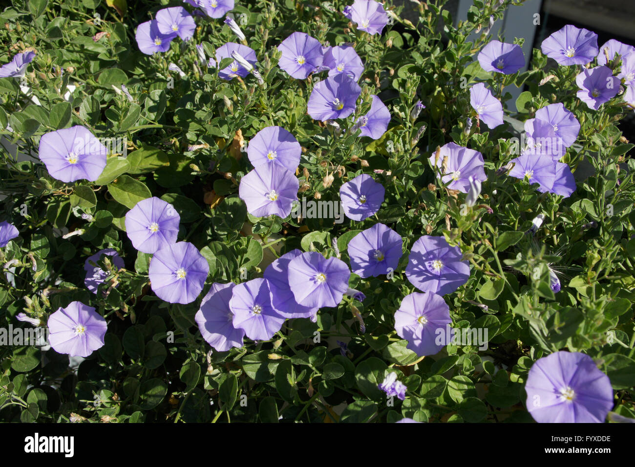 Convolvulus Sabatius, Blue Mountain Ackerwinde Stockfoto