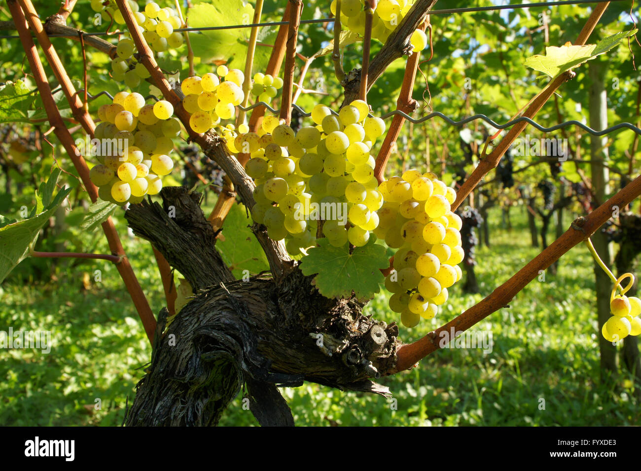 Vitis Vinifera Sauvignon Blanc, Weinrebe Stockfoto