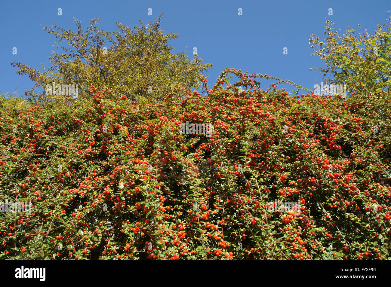 Zwergmispel Dammeri, Creeping Zwergmispel Stockfoto