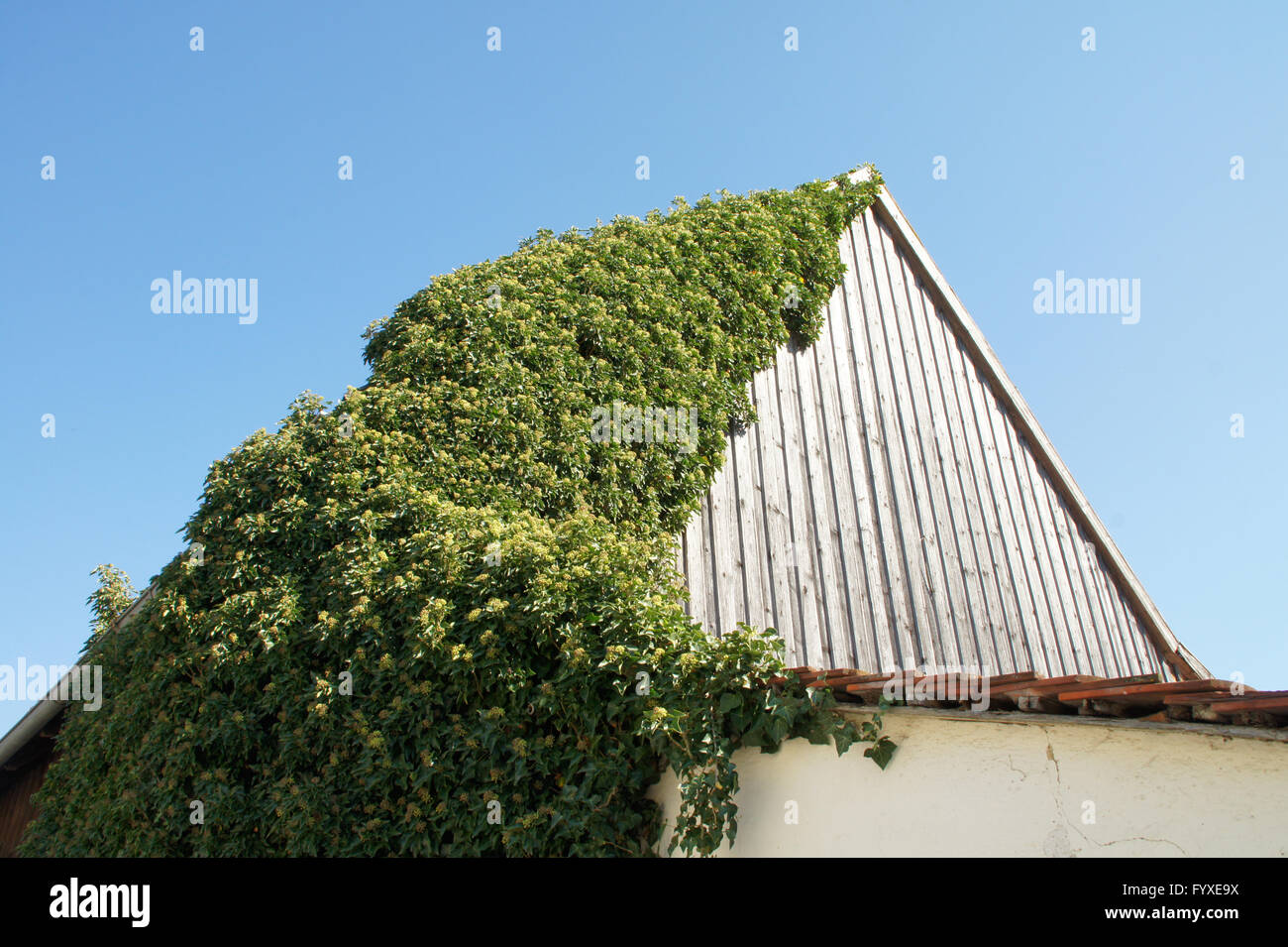Hedera Helix, blhender Efeu an Scheune Stockfotografie - Alamy