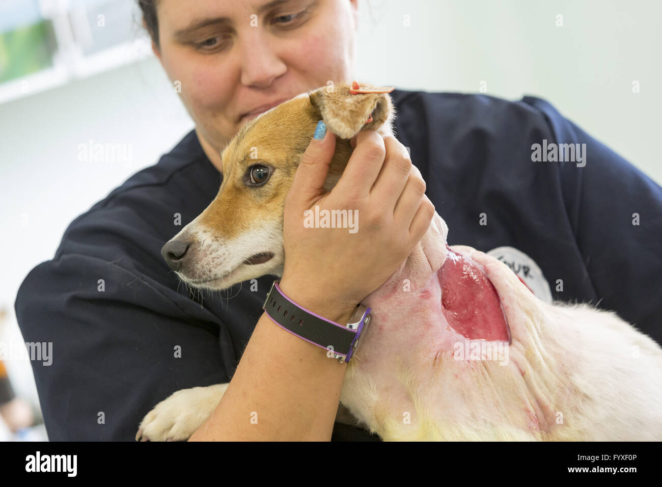 Hund OP Vorbereitung Stockfoto