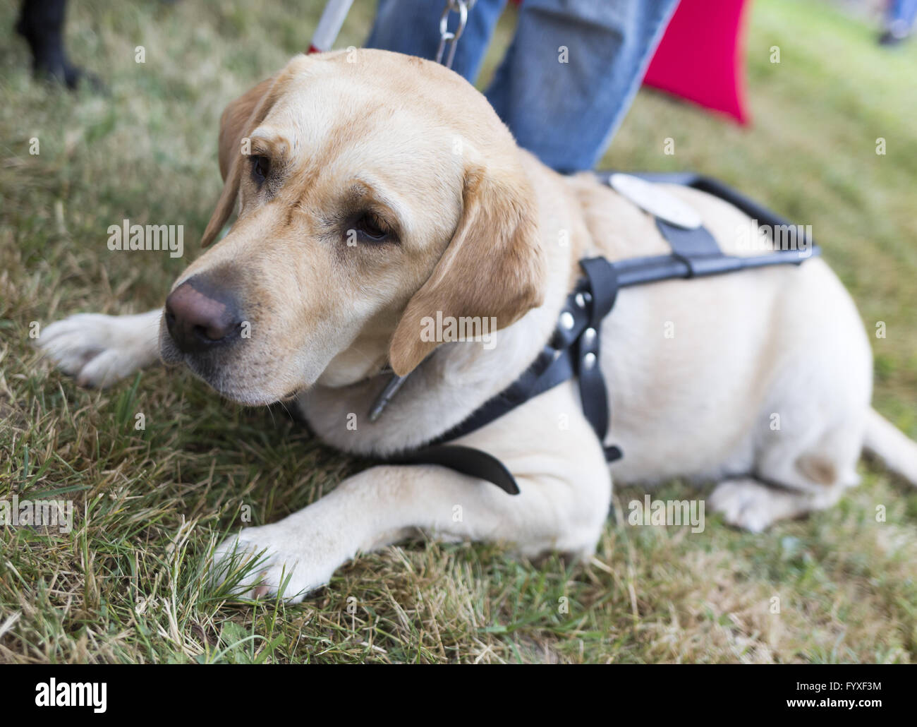 Golden Retriever Hund Stockfoto