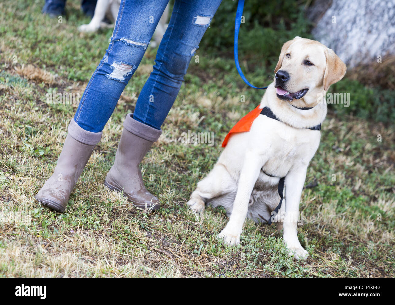 Trainer und Labrador Retriever Blindenhund Stockfoto