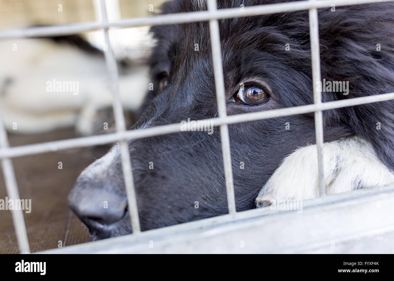 Herrenlosen Hund im Käfig Stockfoto