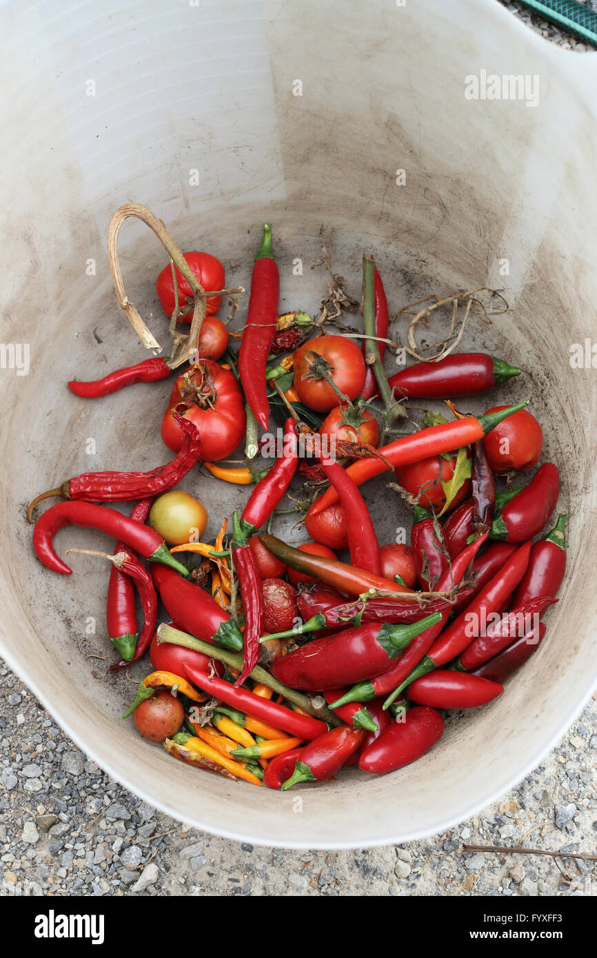 Frisch gepflückt einheimische rote Chilis Paprika Stockfoto