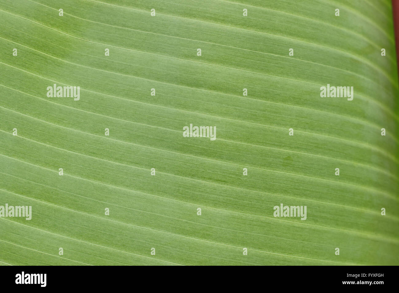 Nahaufnahme von Bananenblatt Stockfoto