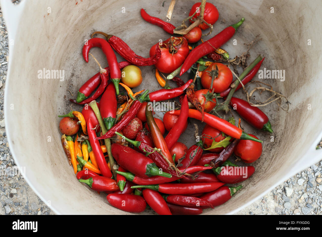 Frisch gepflückt, einheimische rote Chilis, Paprika und Tomaten Stockfoto