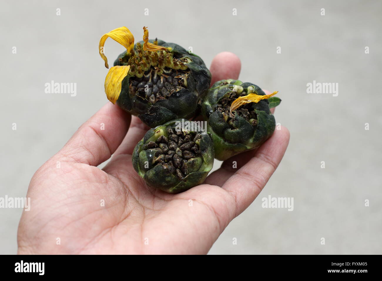 Pf verformt Sonnenblumenkerne Köpfe hautnah Stockfoto