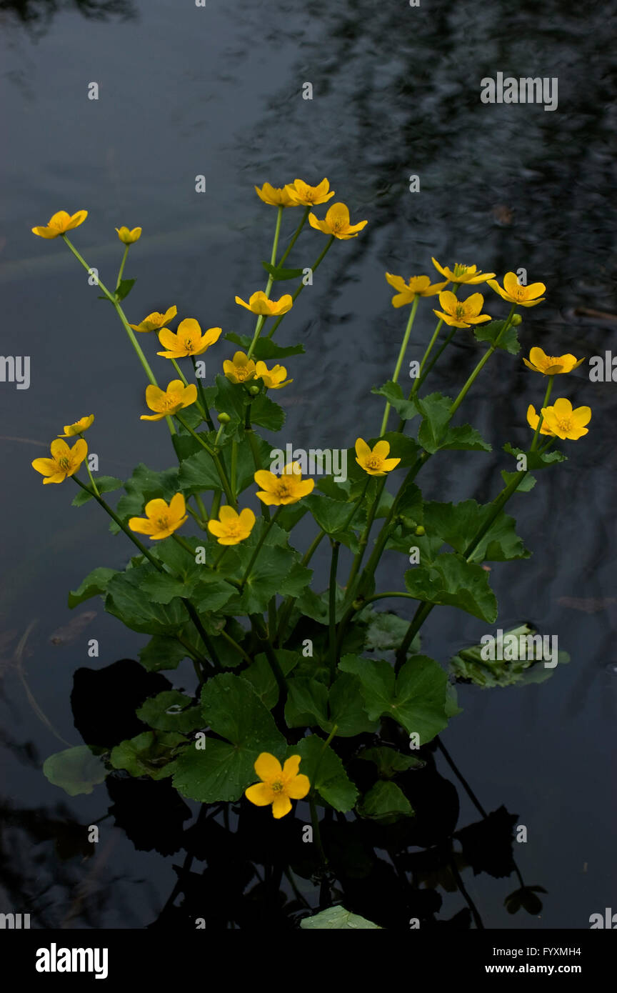 Caltha Palustris, gelbe Marsh Marigold, Stockfoto