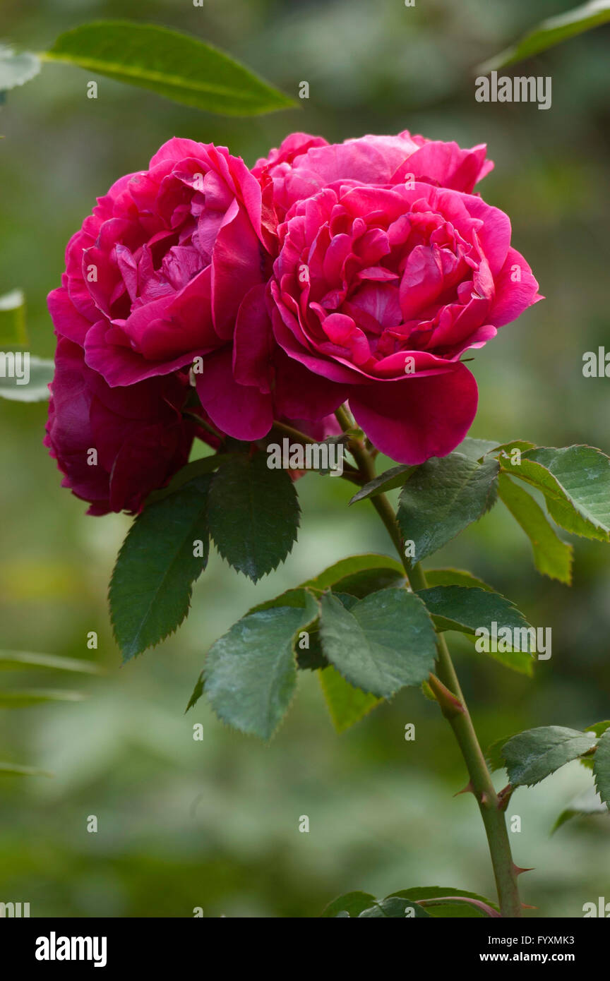 Rose, Rosa MORDEN RUBY Stockfoto