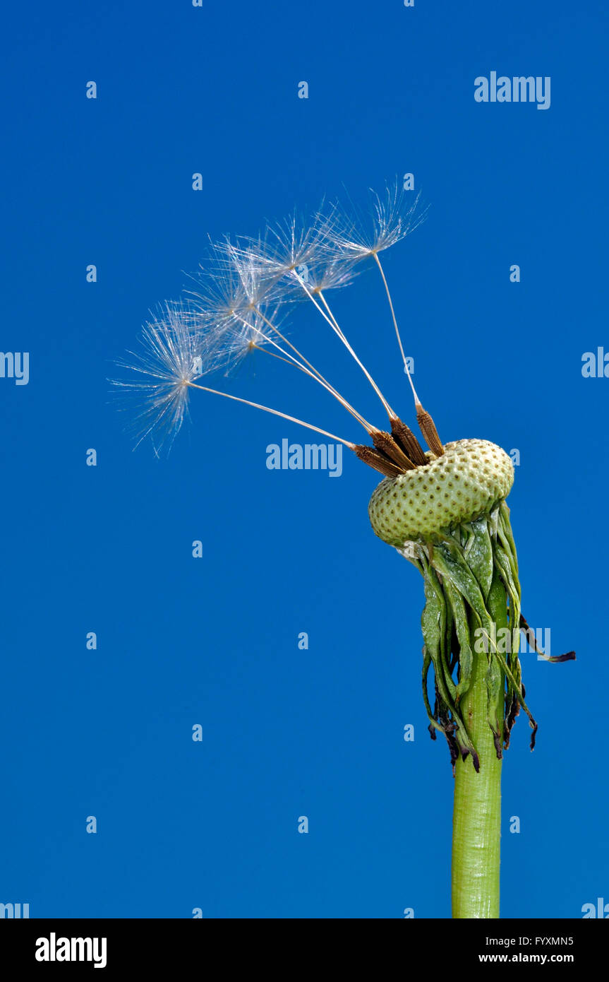Detailansicht der Löwenzahn Samen mit blauem Himmel. Stockfoto