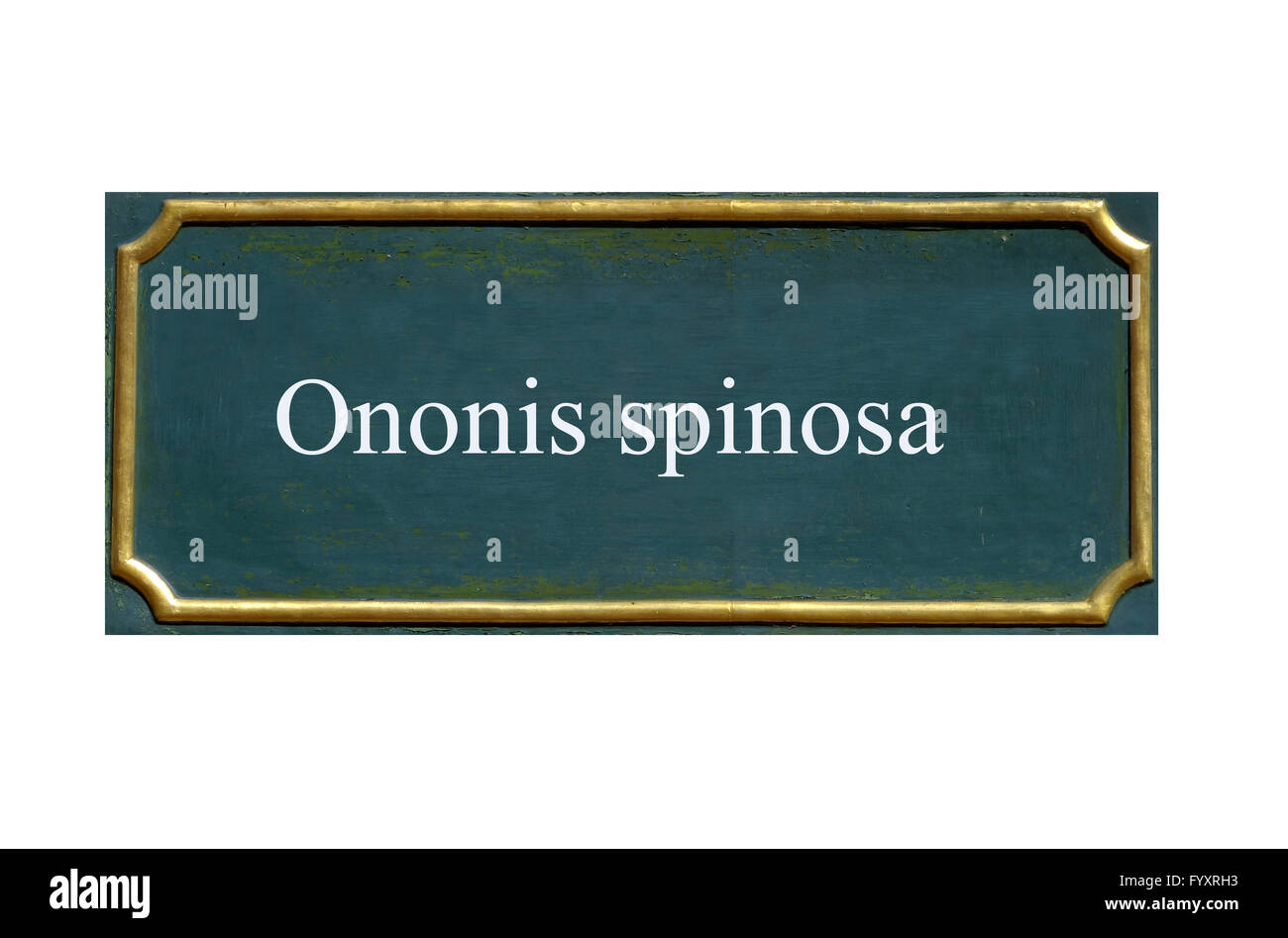 Schild Ononis spinosa Stockfoto