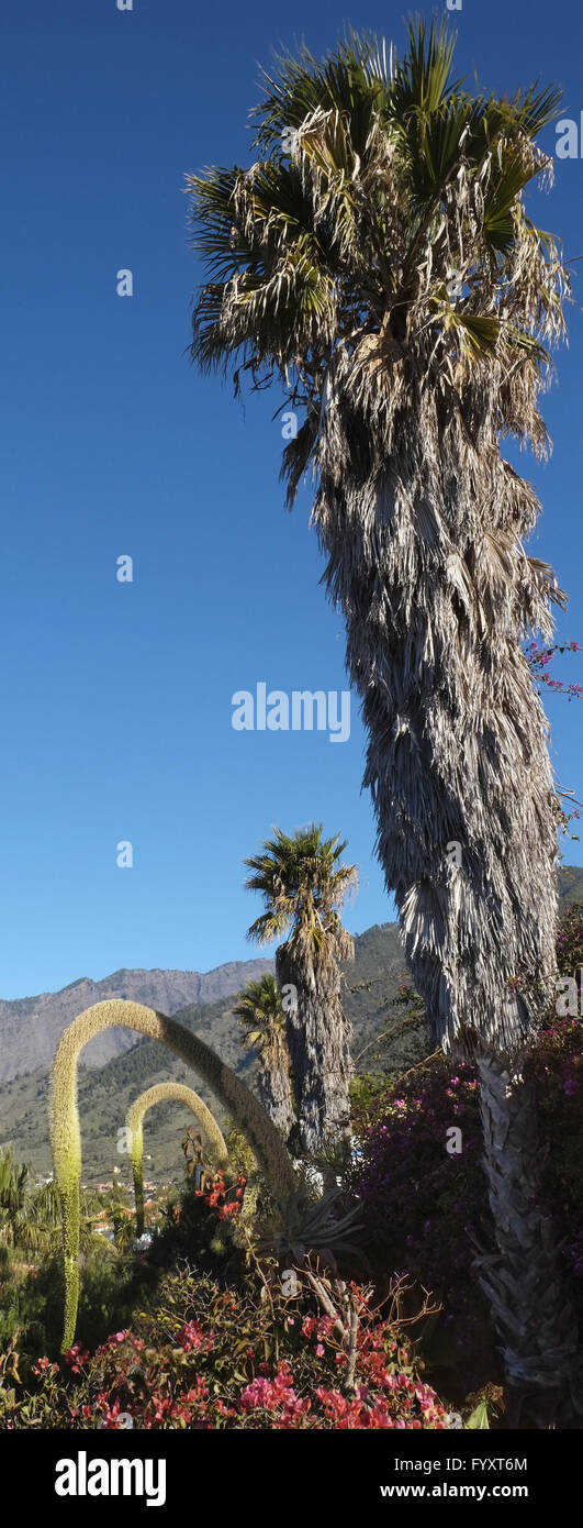 Palmen und Agaven, La Palma Stockfoto