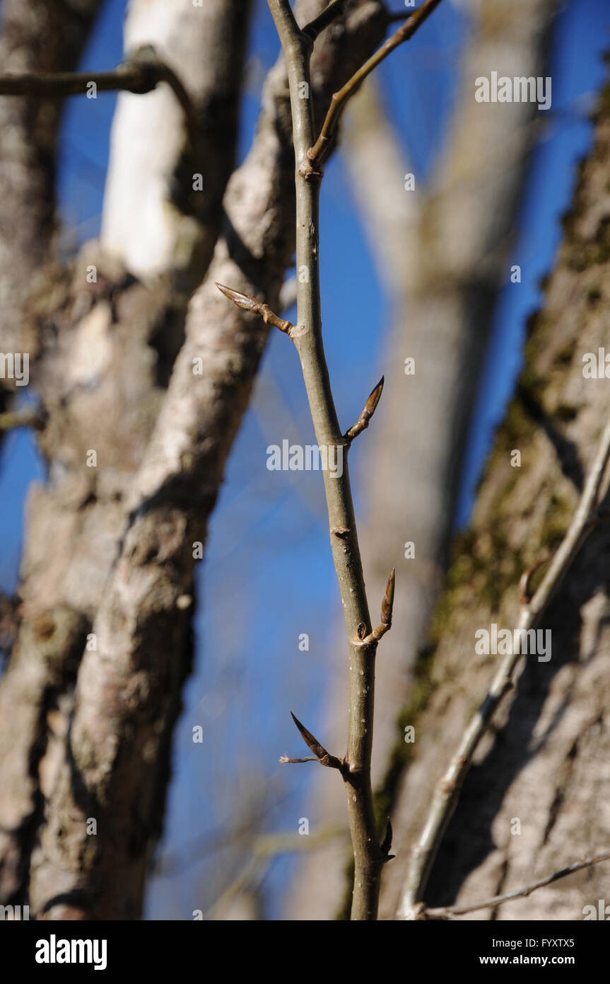 Populus Balsamifera, Balsam-Pappel, Knospen Stockfoto