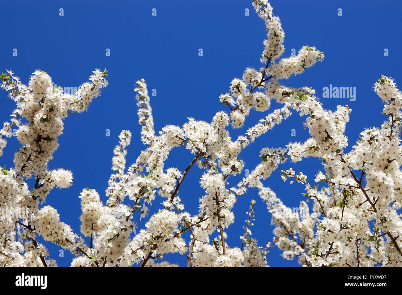 Blüten in Kirsche auf Hintergrund des blauen Himmels. Stockfoto