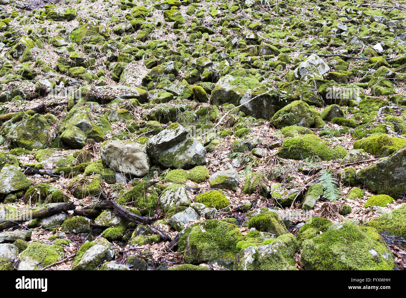 Bemoosten Felsen Steinen Stockfoto