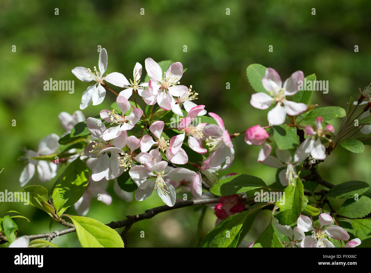 Blühende wilde Apfelbaum (Malus sp.) Stockfoto