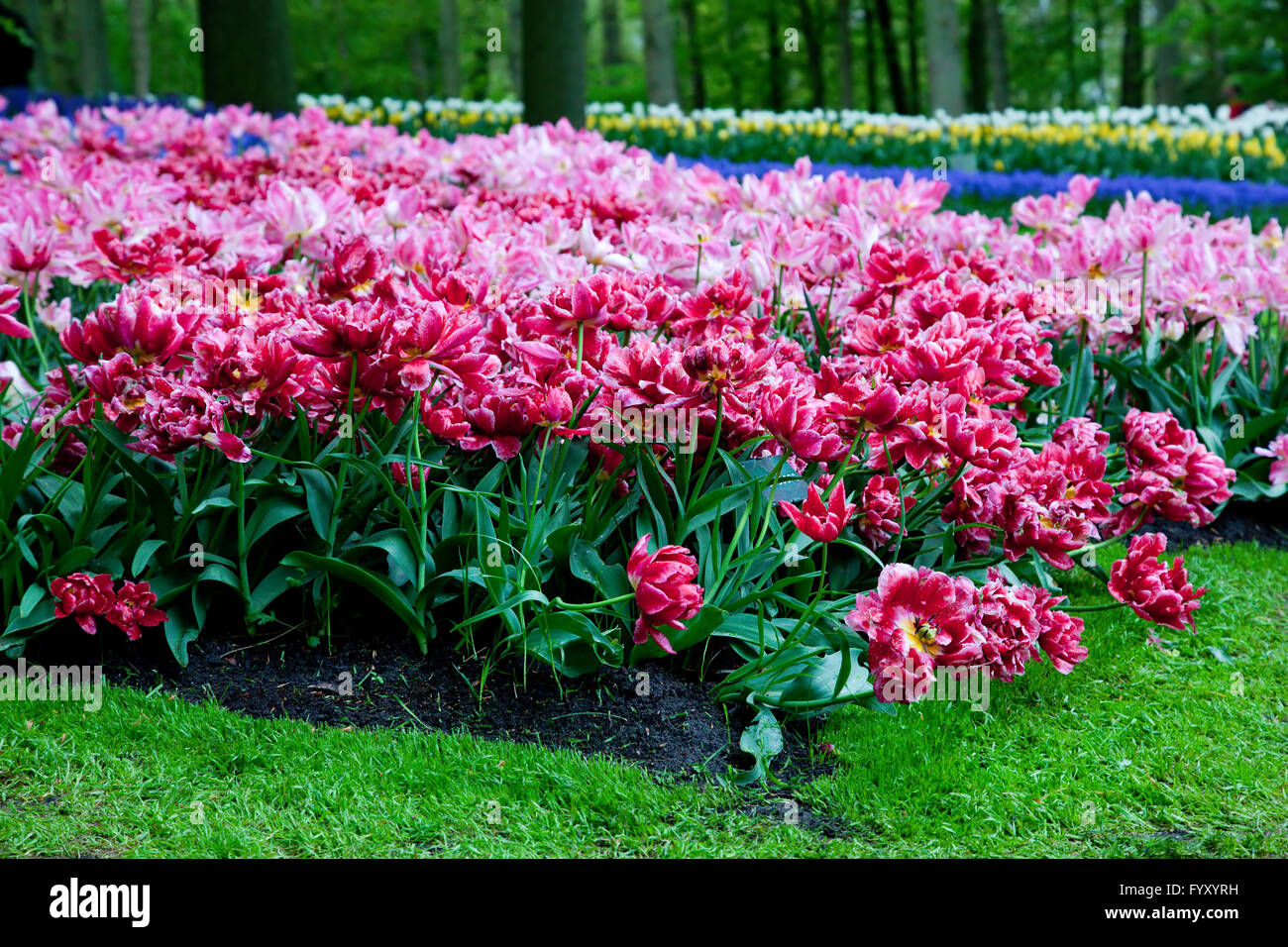 Romantische rosa Blüten im Frühjahr Stockfoto