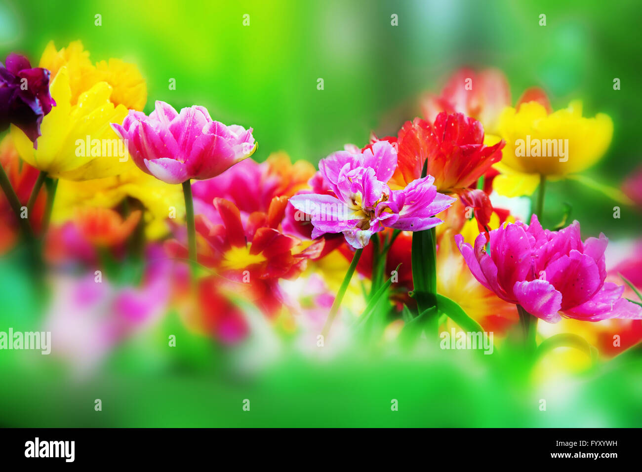 Bunten Blumen im Frühlingsgarten Stockfoto