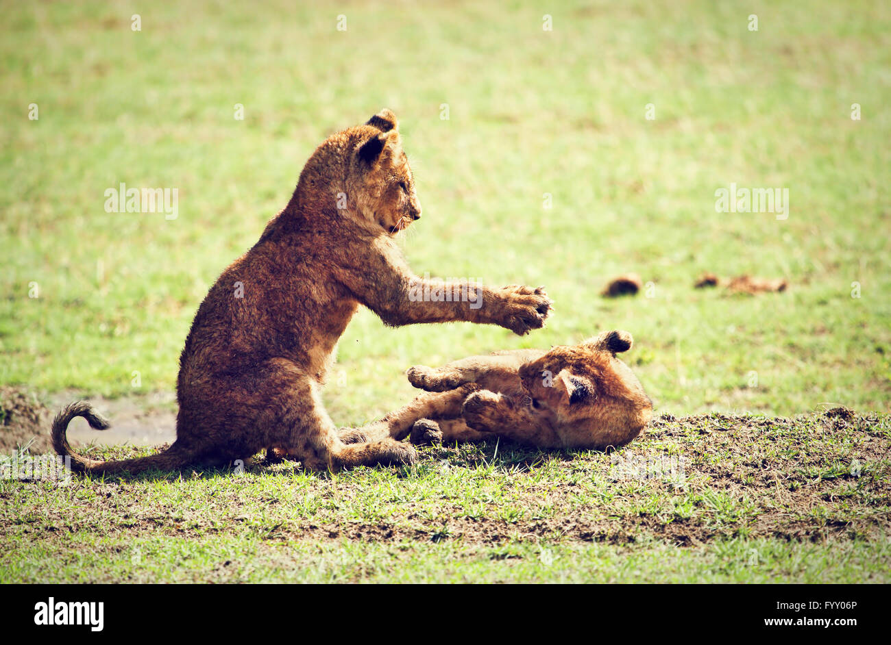 Kleine Löwenbabys spielen. Tansania, Afrika Stockfoto