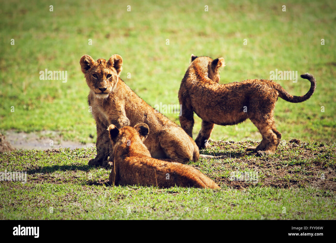 Kleine Löwenbabys spielen. Tansania, Afrika Stockfoto