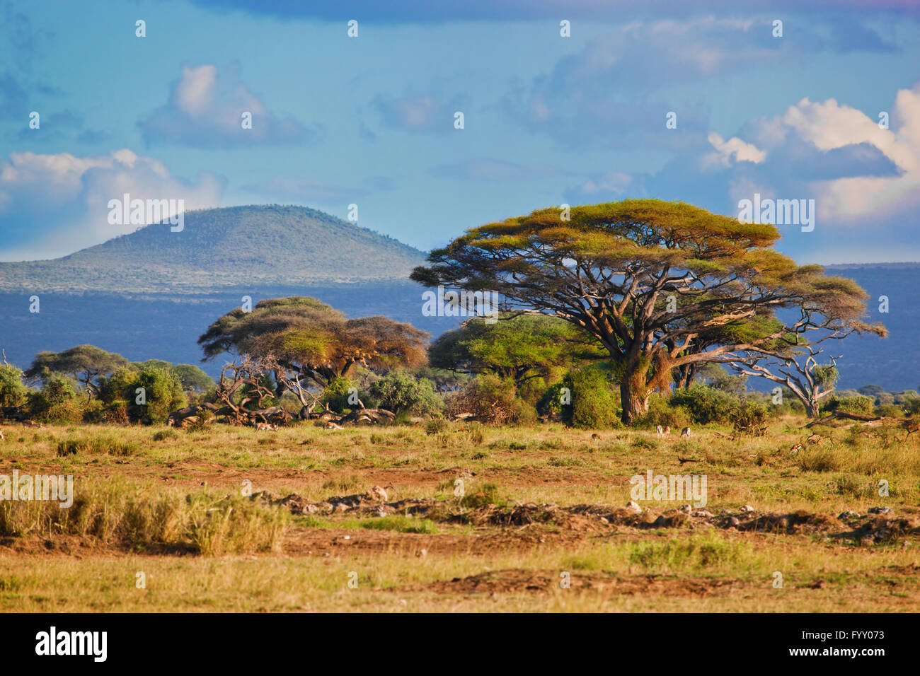 Savannenlandschaft in Afrika, Amboseli, Kenia Stockfoto