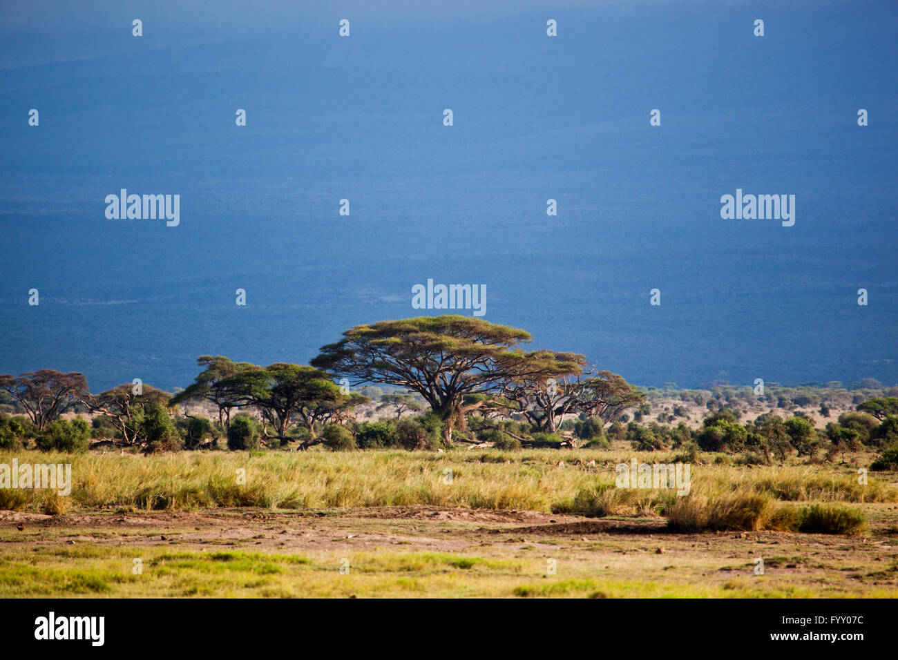 Savannenlandschaft in Afrika, Amboseli, Kenia Stockfoto