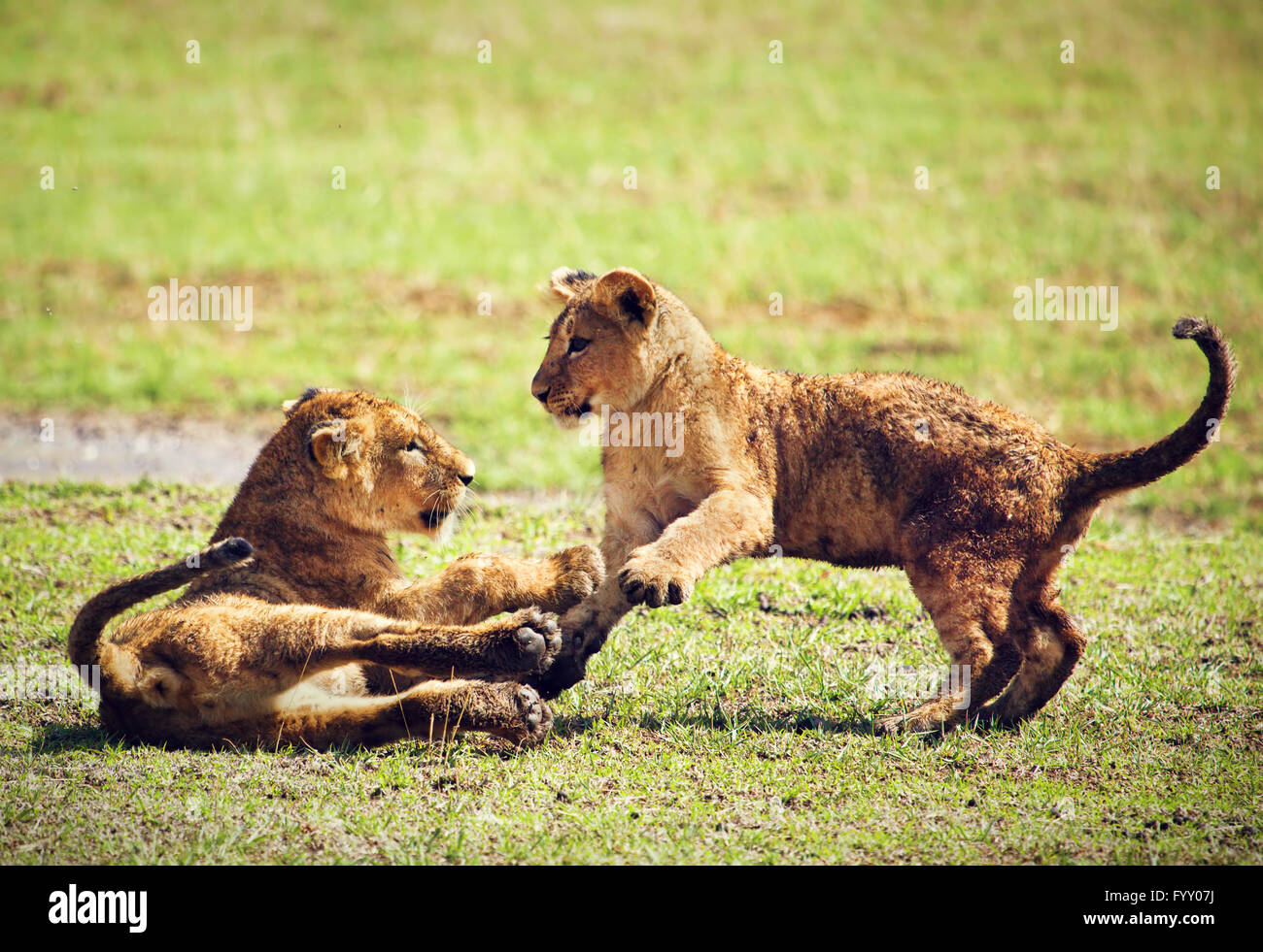 Kleine Löwenbabys spielen. Tansania, Afrika Stockfoto