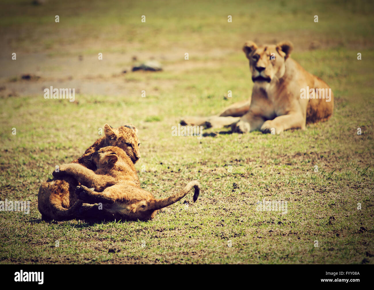 Kleine Löwenbabys spielen. Tansania, Afrika Stockfoto
