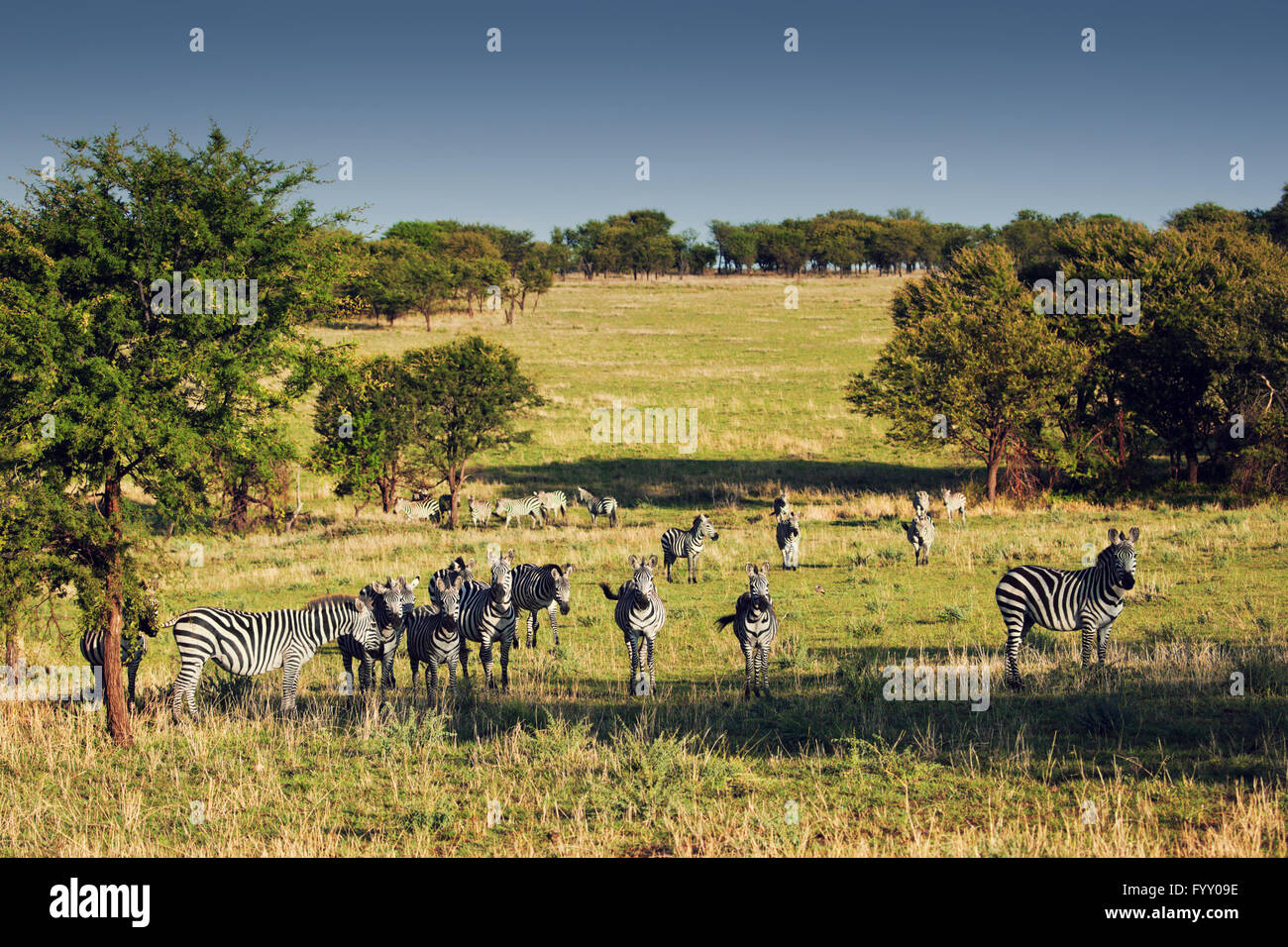 Zebras Herde auf afrikanischen Savanne. Stockfoto