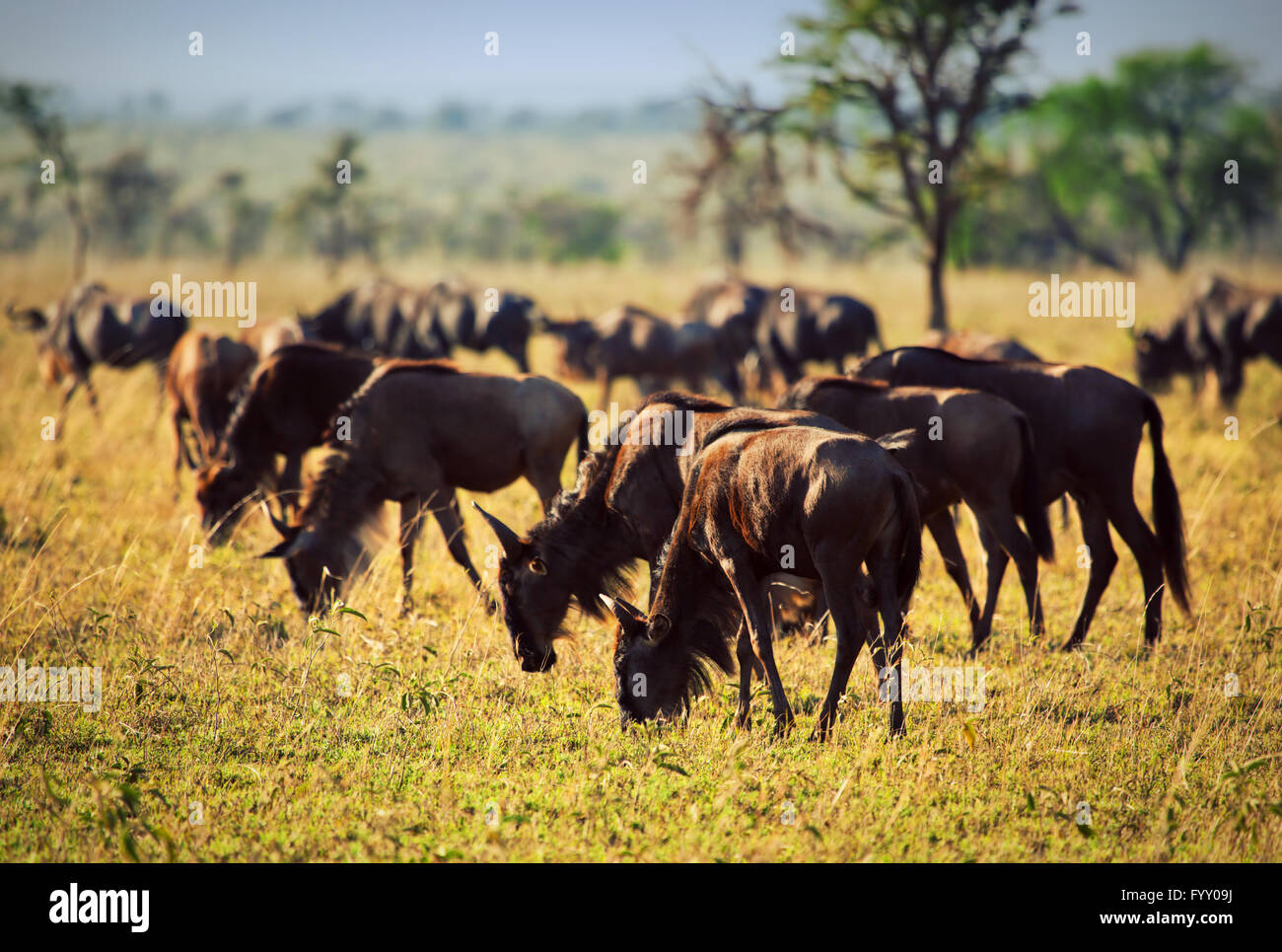 Herde Gnus, Gnu auf afrikanischen Savanne Stockfoto