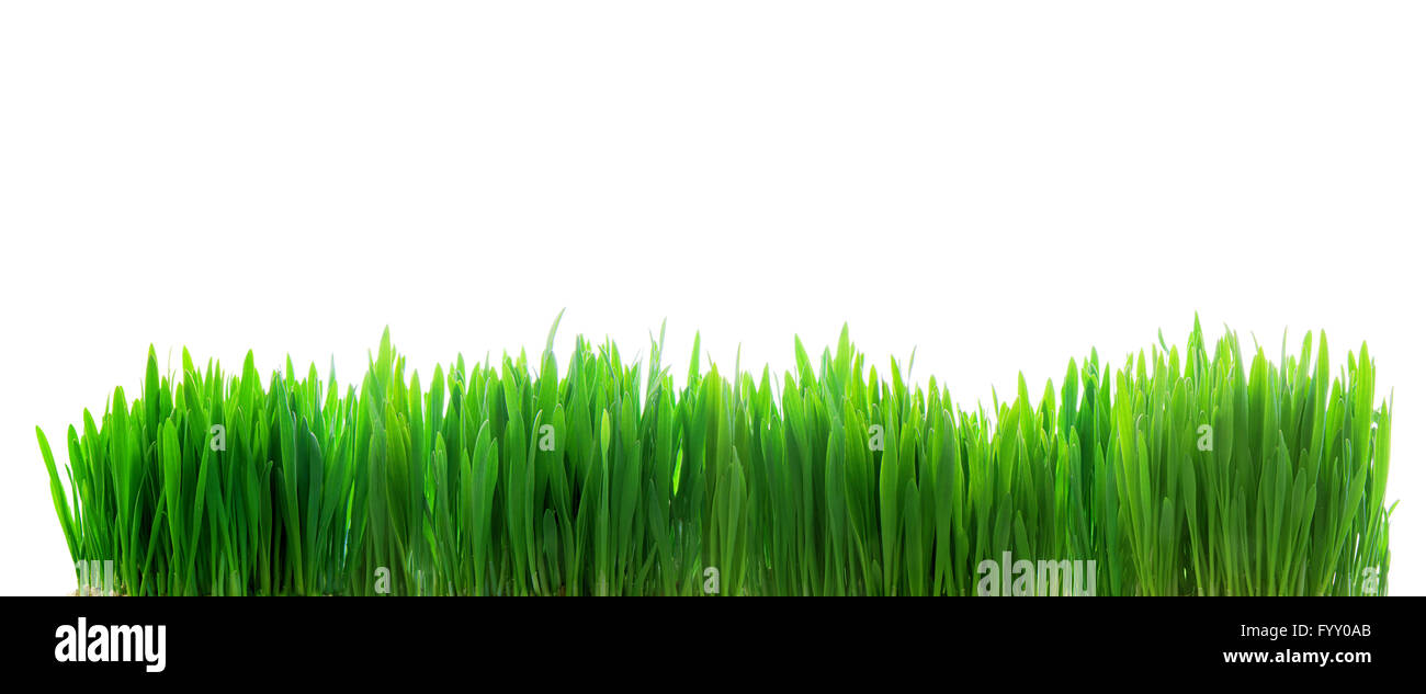 Frischen grünen Rasen, isoliert auf weiss Stockfoto