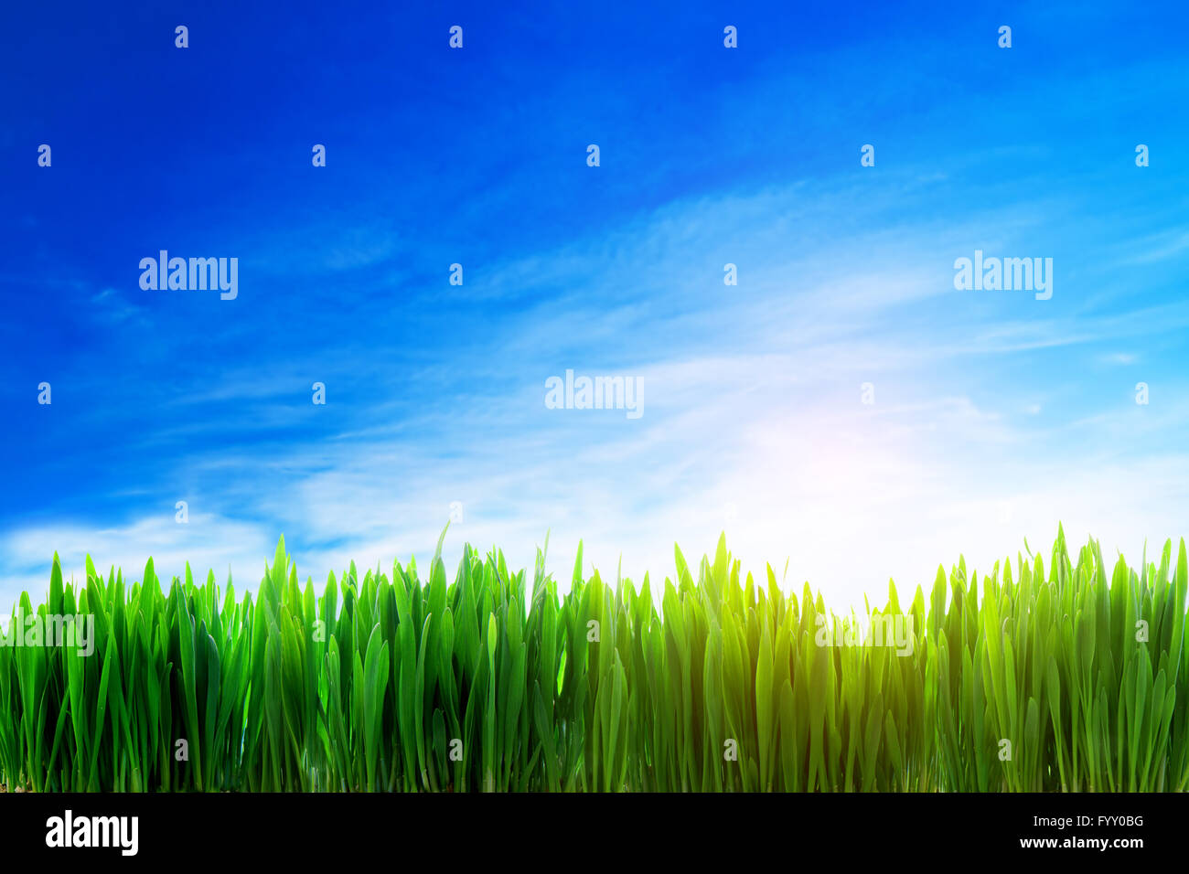 Perfekten Rasen Feld Natur Hintergrund Stockfoto