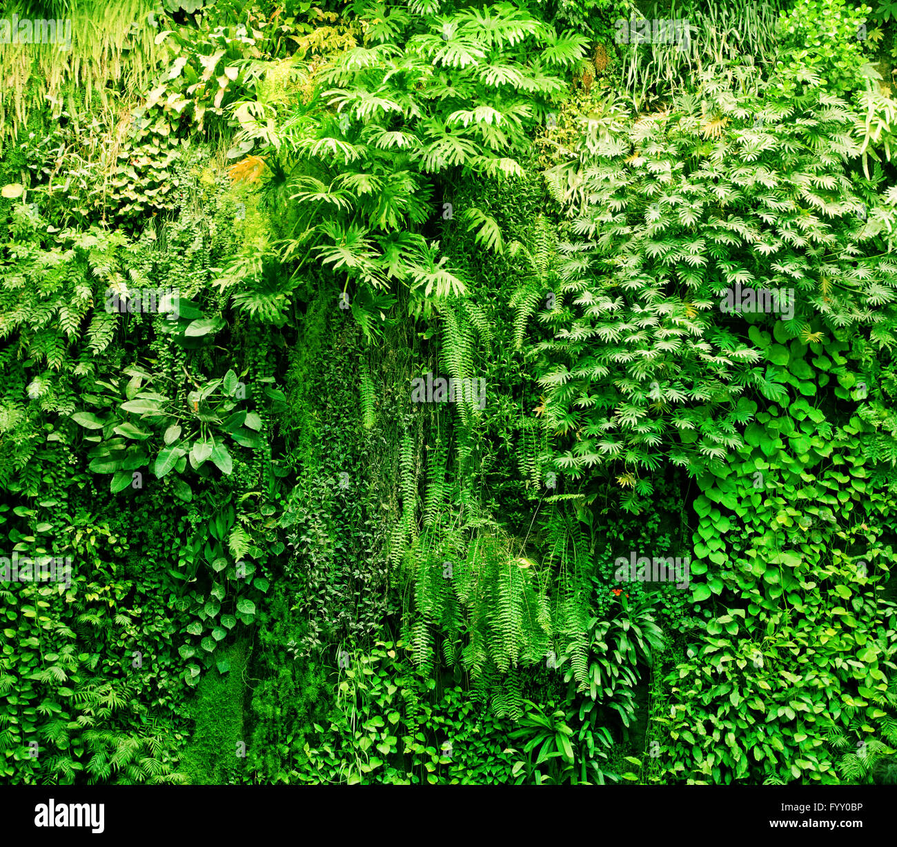 Tropische Pflanzen grün Hintergrund. Stockfoto
