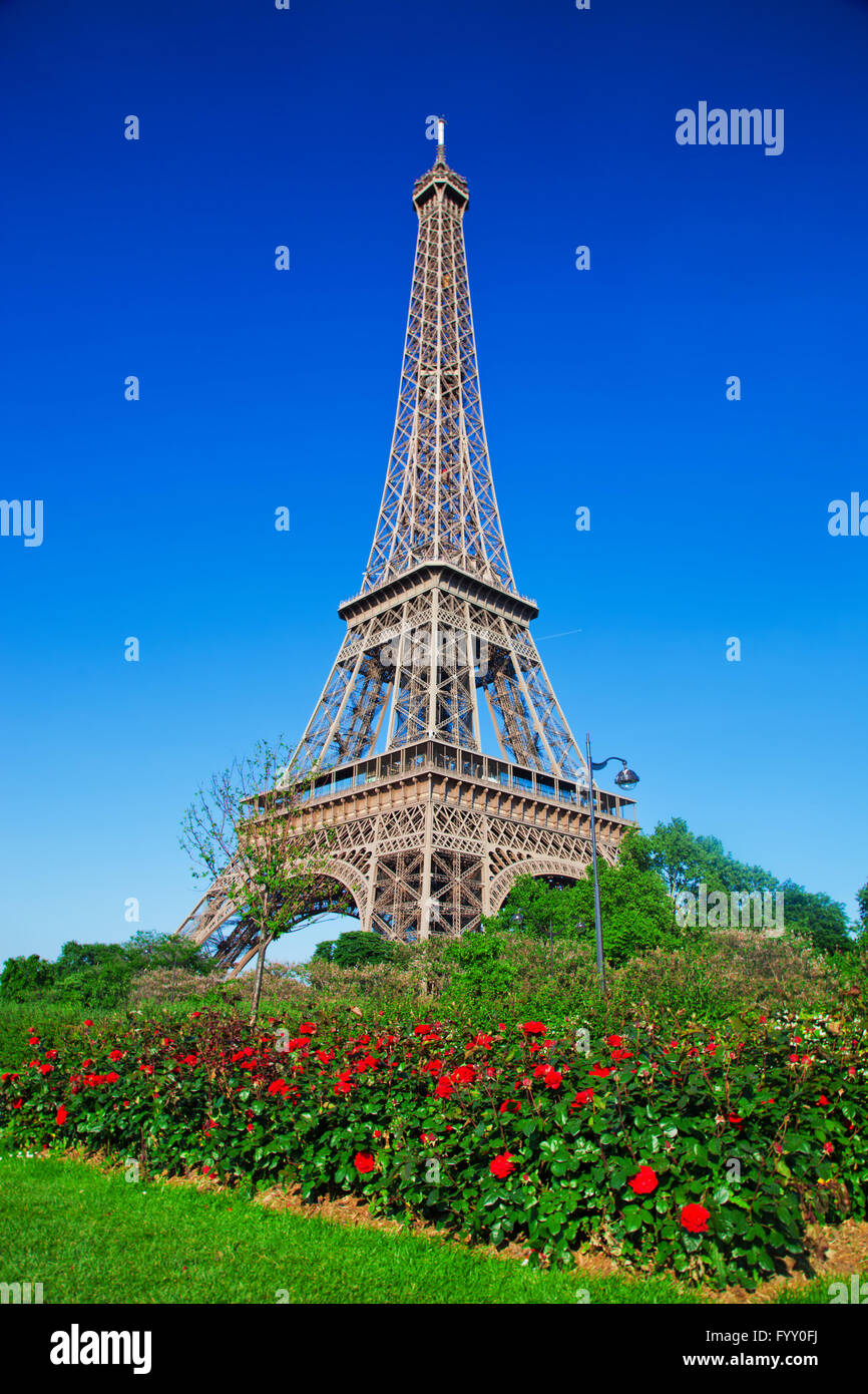 Eiffelturm, rote Rosen in Paris, Frankreich Stockfoto