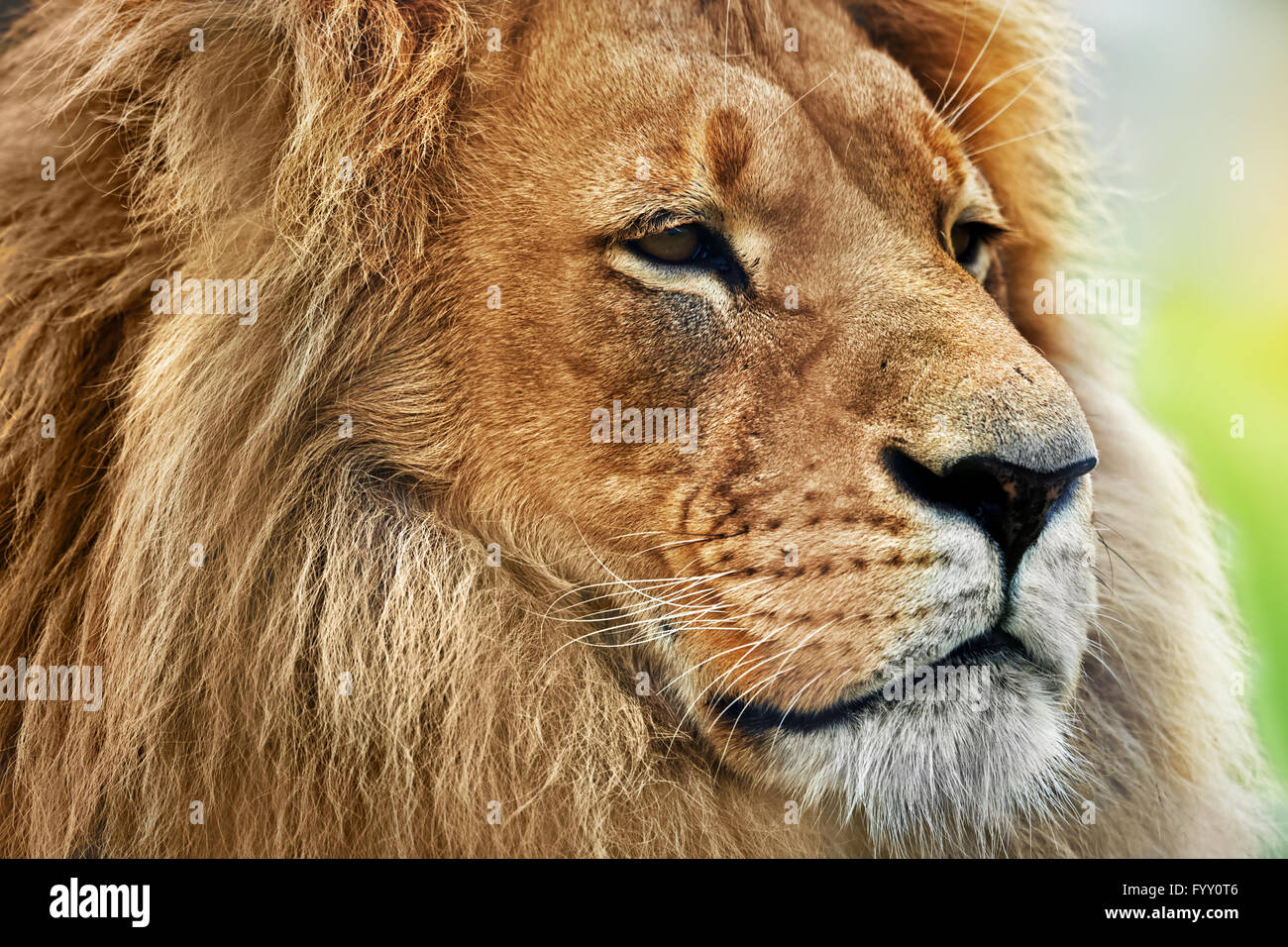 Löwen-Portrait auf Savanne Stockfoto