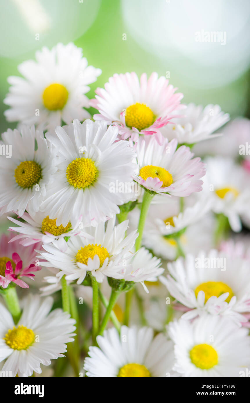 Bouquet von kleinen zarten Gänseblümchen, Nahaufnahme Stockfoto