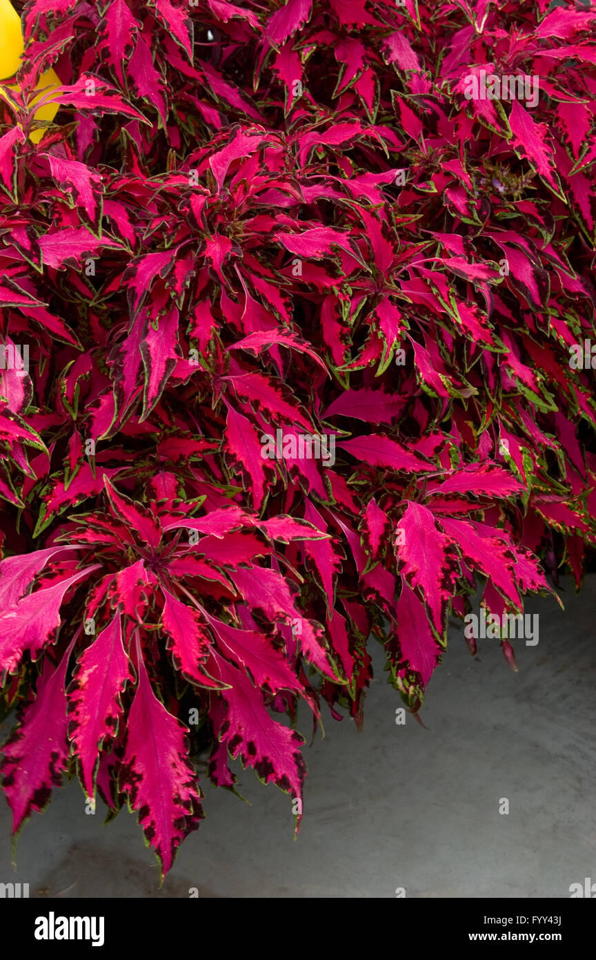 Buntnessel Solenostemon Pink Chaos Stockfoto