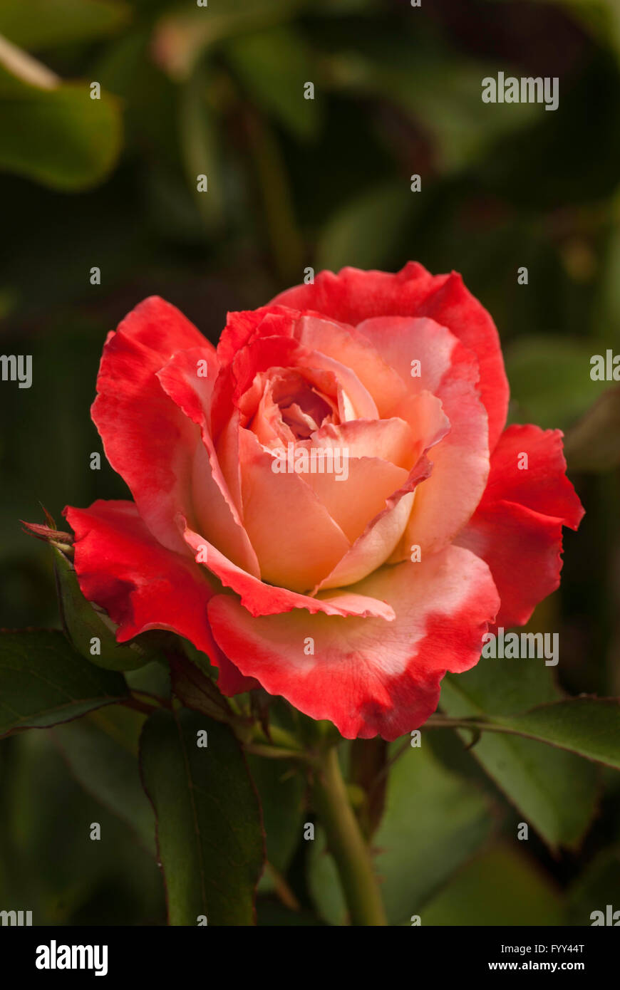 Rose, Rosa BRIGADOON, Jacpal, Warriner, 1991 Stockfoto