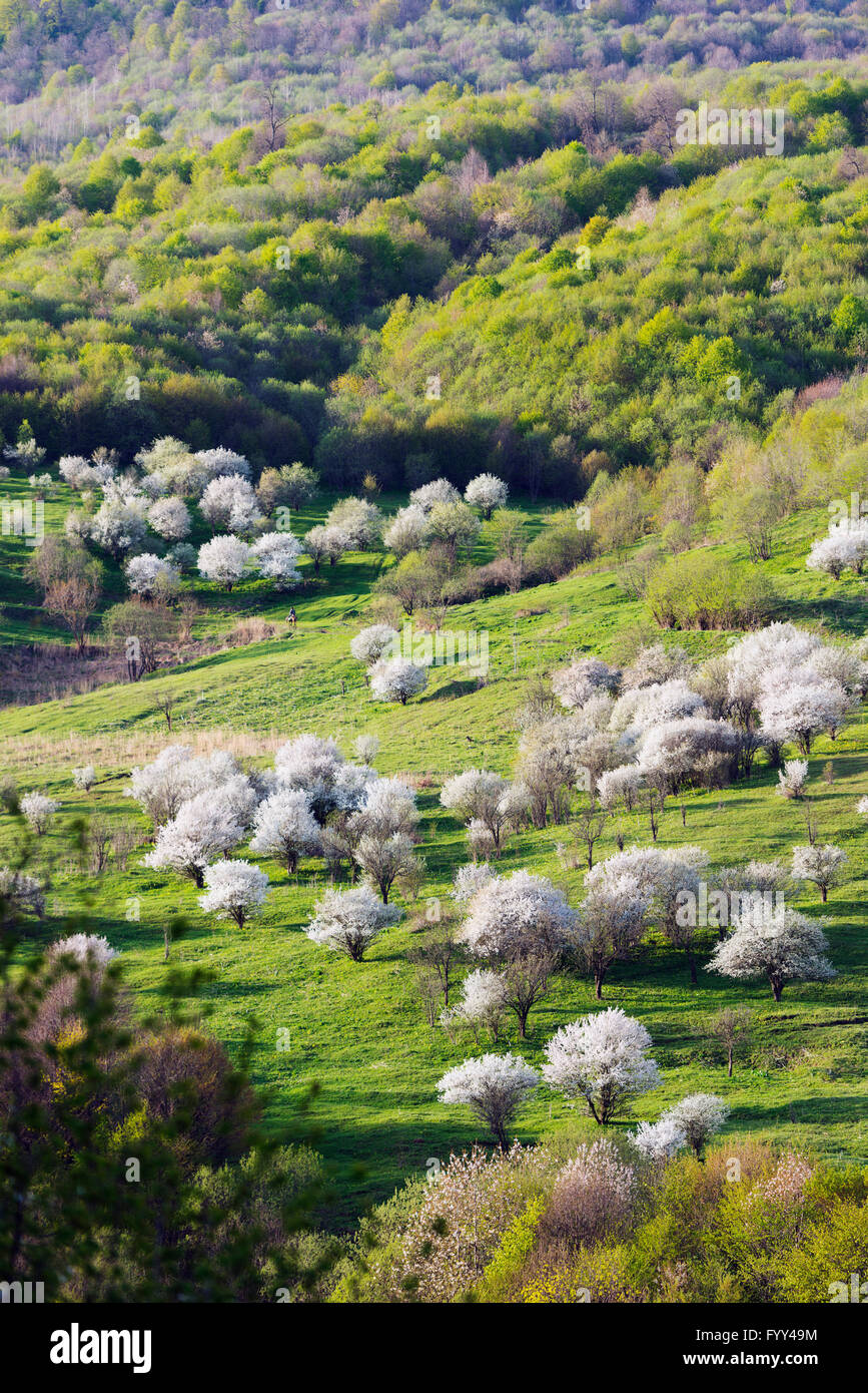 Eurasien, Kaukasus, Armenien, Provinz Lori, Landschaft, Berg Cherry Blossom Stockfoto