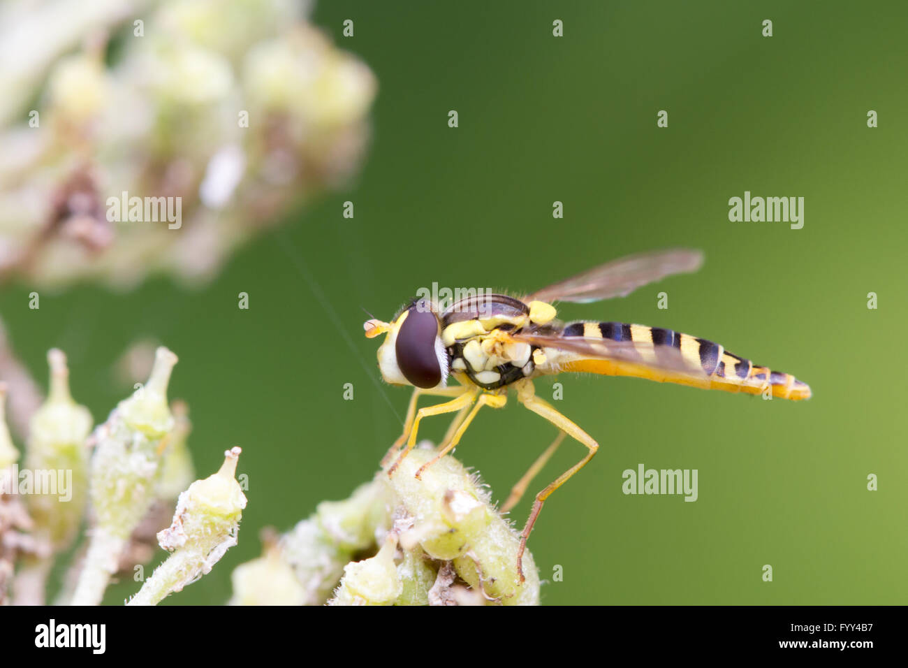 Sphaerophoria scripta Hoverfly Stockfoto