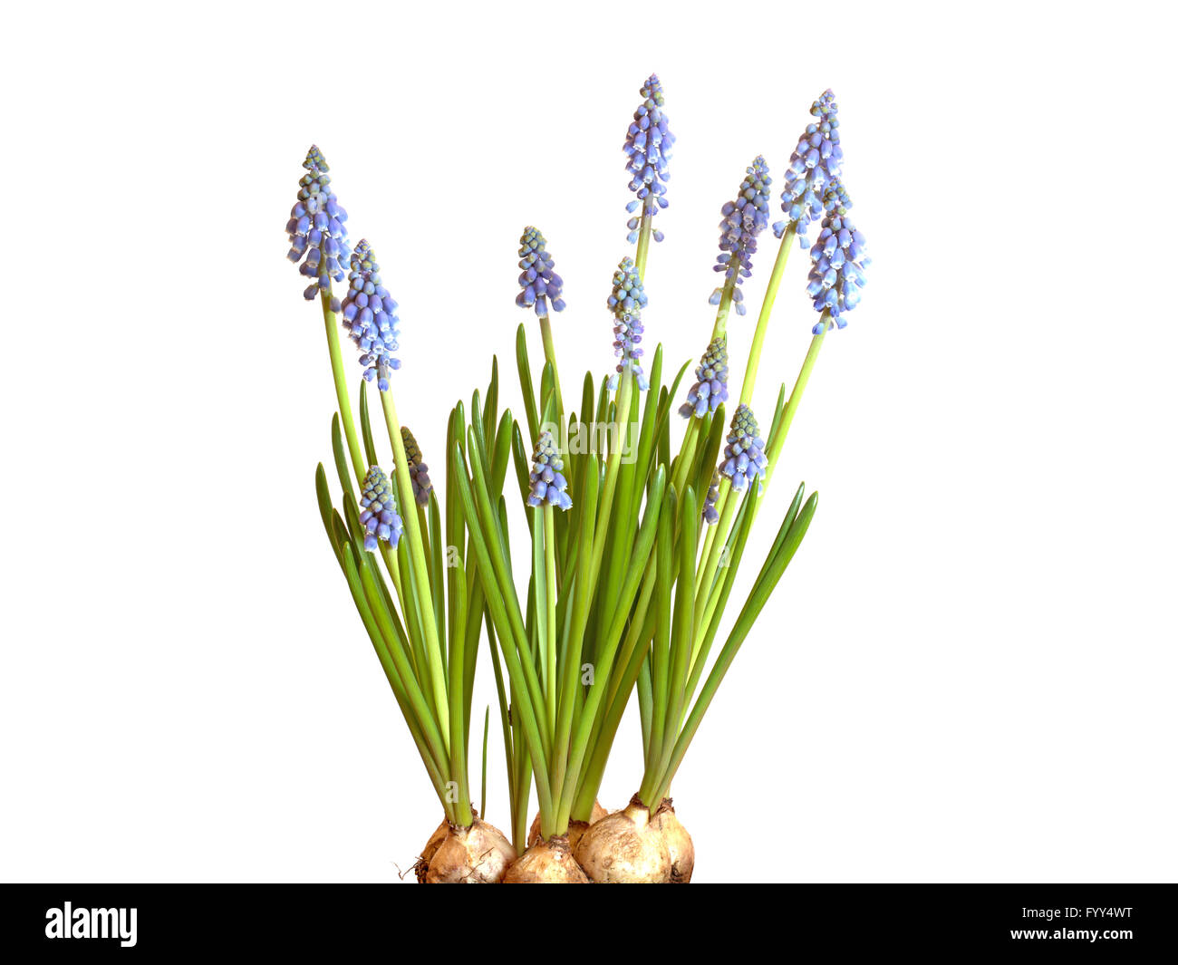 Traubenhyazinthen Muscari, vor weißem Hintergrund Stockfoto