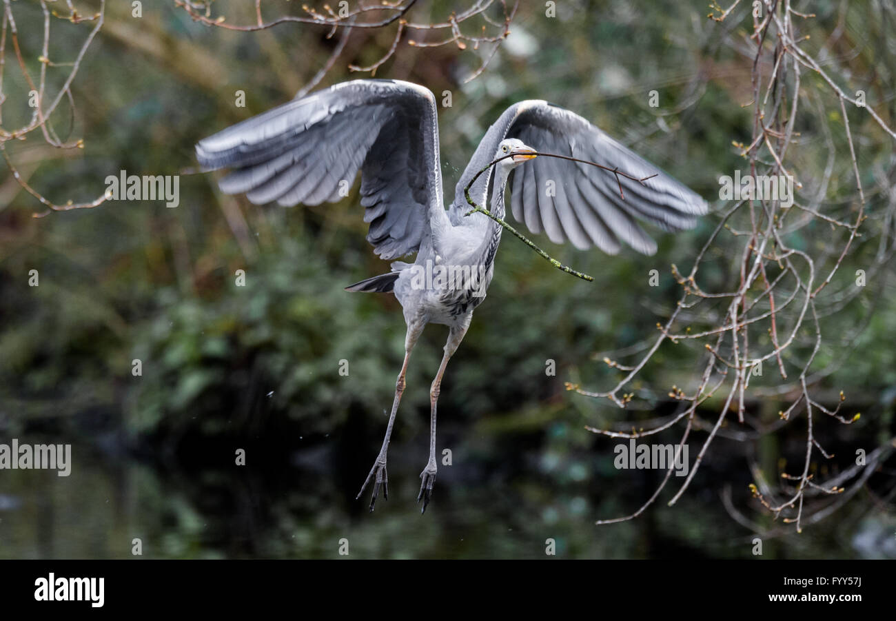 Graureiher fliegen mit einem Zweig für den Nestbau. Stockfoto