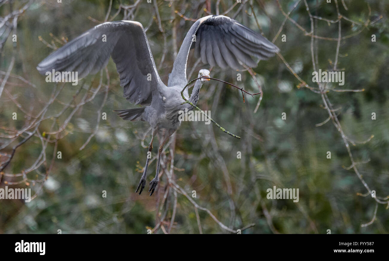 Graureiher fliegen mit einem Zweig für den Nestbau. Stockfoto