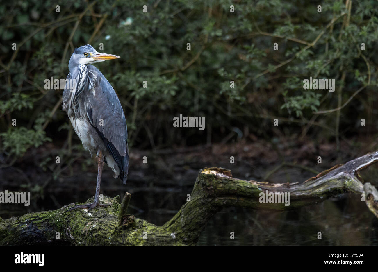 Graureiher steht eine Beinen auf einem gefallenen Ast neben einem Fluss. Stockfoto