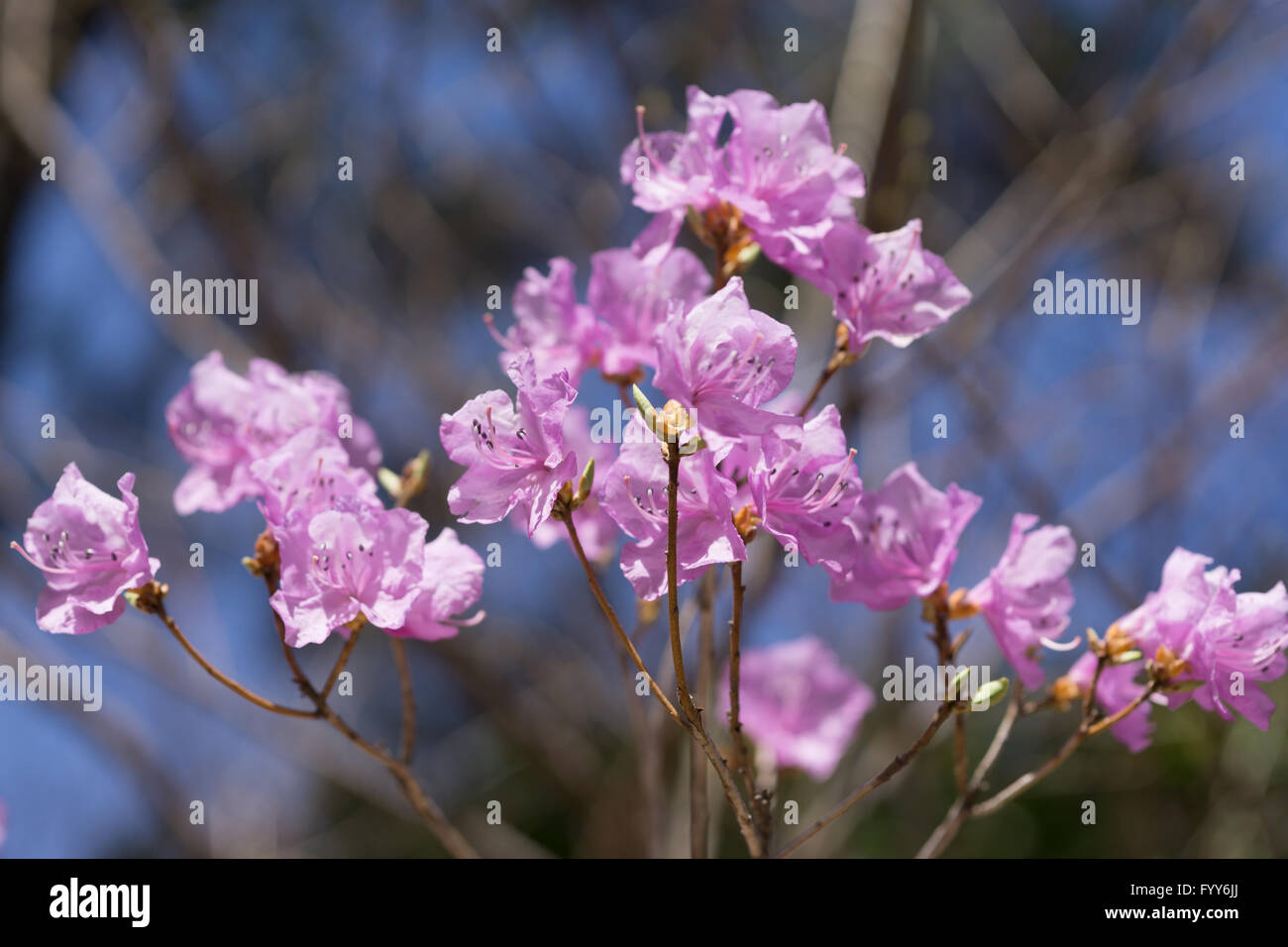 Rhododendron mucronulatum Stockfoto